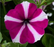 Petunia Amore Joy White-Purple